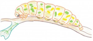 larva - Copy